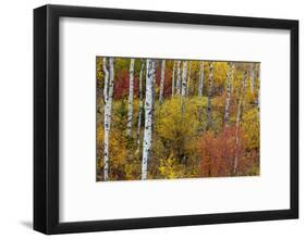 Aspen grove in peak fall colors in Glacier National Park, Montana, USA-Chuck Haney-Framed Photographic Print