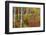 Aspen grove in peak fall colors in Glacier National Park, Montana, USA-Chuck Haney-Framed Photographic Print