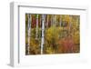 Aspen grove in peak fall colors in Glacier National Park, Montana, USA-Chuck Haney-Framed Photographic Print