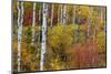 Aspen grove in peak fall colors in Glacier National Park, Montana, USA-Chuck Haney-Mounted Photographic Print