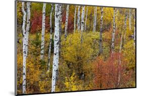 Aspen grove in peak fall colors in Glacier National Park, Montana, USA-Chuck Haney-Mounted Photographic Print