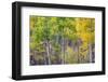 Aspen Grove in Santa Fe National Forest in Autumn-forestpath-Framed Photographic Print