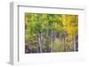 Aspen Grove in Santa Fe National Forest in Autumn-forestpath-Framed Photographic Print