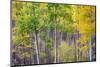 Aspen Grove in Santa Fe National Forest in Autumn-forestpath-Mounted Photographic Print