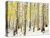 Aspen Grove in Winter-Darrell Gulin-Stretched Canvas