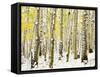 Aspen Grove in Winter-Darrell Gulin-Framed Stretched Canvas