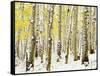 Aspen Grove in Winter-Darrell Gulin-Framed Stretched Canvas