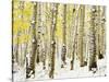 Aspen Grove in Winter-Darrell Gulin-Stretched Canvas