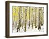 Aspen Grove in Winter-Darrell Gulin-Framed Premium Photographic Print