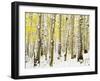 Aspen Grove in Winter-Darrell Gulin-Framed Premium Photographic Print