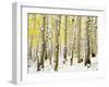 Aspen Grove in Winter-Darrell Gulin-Framed Premium Photographic Print