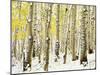 Aspen Grove in Winter-Darrell Gulin-Mounted Premium Photographic Print