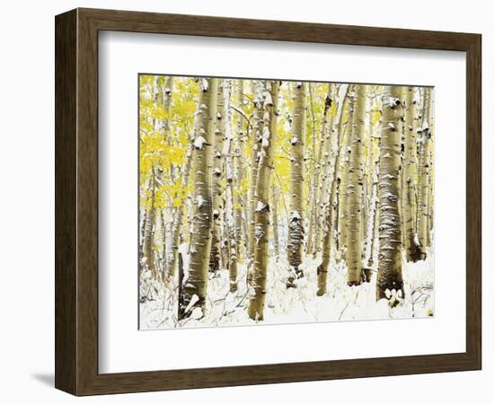 Aspen Grove in Winter-Darrell Gulin-Framed Photographic Print