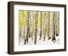 Aspen Grove in Winter-Darrell Gulin-Framed Photographic Print