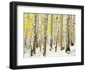 Aspen Grove in Winter-Darrell Gulin-Framed Photographic Print