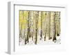 Aspen Grove in Winter-Darrell Gulin-Framed Photographic Print