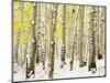 Aspen Grove in Winter-Darrell Gulin-Mounted Photographic Print