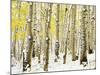 Aspen Grove in Winter-Darrell Gulin-Mounted Photographic Print