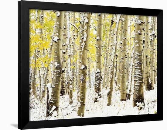 Aspen Grove in Winter-Darrell Gulin-Framed Photographic Print