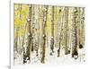 Aspen Grove in Winter-Darrell Gulin-Framed Photographic Print