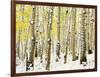 Aspen Grove in Winter-Darrell Gulin-Framed Photographic Print