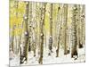 Aspen Grove in Winter-Darrell Gulin-Mounted Photographic Print