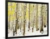 Aspen Grove in Winter-Darrell Gulin-Framed Photographic Print