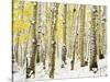 Aspen Grove in Winter-Darrell Gulin-Stretched Canvas