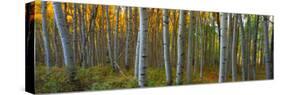 Aspen Grove, Kebler Pass, Colorado, USA-Terry Eggers-Stretched Canvas