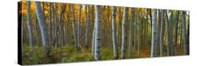 Aspen Grove, Kebler Pass, Colorado, USA-Terry Eggers-Stretched Canvas