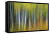 Aspen Grove Lining Mcclure Pass-Darrell Gulin-Framed Stretched Canvas