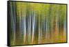 Aspen Grove Lining Mcclure Pass-Darrell Gulin-Framed Stretched Canvas