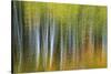 Aspen Grove Lining Mcclure Pass-Darrell Gulin-Stretched Canvas