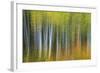 Aspen Grove Lining Mcclure Pass-Darrell Gulin-Framed Photographic Print