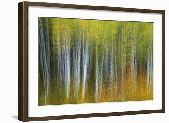 Aspen Grove Lining Mcclure Pass-Darrell Gulin-Framed Photographic Print