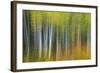 Aspen Grove Lining Mcclure Pass-Darrell Gulin-Framed Photographic Print