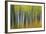 Aspen Grove Lining Mcclure Pass-Darrell Gulin-Framed Photographic Print