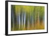 Aspen Grove Lining Mcclure Pass-Darrell Gulin-Framed Photographic Print