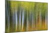 Aspen Grove Lining Mcclure Pass-Darrell Gulin-Mounted Photographic Print