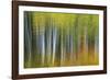 Aspen Grove Lining Mcclure Pass-Darrell Gulin-Framed Photographic Print