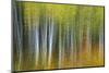 Aspen Grove Lining Mcclure Pass-Darrell Gulin-Mounted Photographic Print