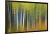 Aspen Grove Lining Mcclure Pass-Darrell Gulin-Framed Photographic Print