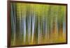 Aspen Grove Lining Mcclure Pass-Darrell Gulin-Framed Photographic Print
