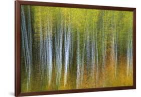 Aspen Grove Lining Mcclure Pass-Darrell Gulin-Framed Photographic Print