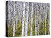 Aspen Grove near East Glacier, Montana, USA-Chuck Haney-Stretched Canvas