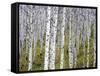 Aspen Grove near East Glacier, Montana, USA-Chuck Haney-Framed Stretched Canvas