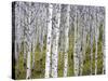 Aspen Grove near East Glacier, Montana, USA-Chuck Haney-Stretched Canvas