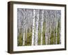 Aspen Grove near East Glacier, Montana, USA-Chuck Haney-Framed Premium Photographic Print