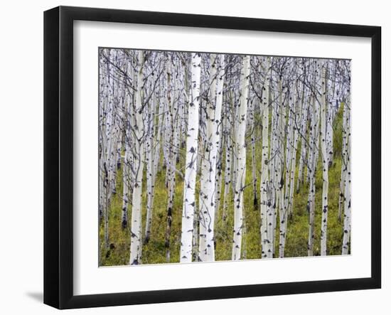 Aspen Grove near East Glacier, Montana, USA-Chuck Haney-Framed Premium Photographic Print