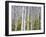 Aspen Grove near East Glacier, Montana, USA-Chuck Haney-Framed Premium Photographic Print